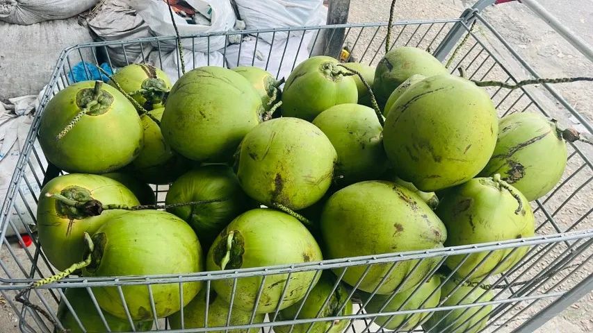 Disponibilidade de entrega Coco para venda de água de coco  - Foto 6