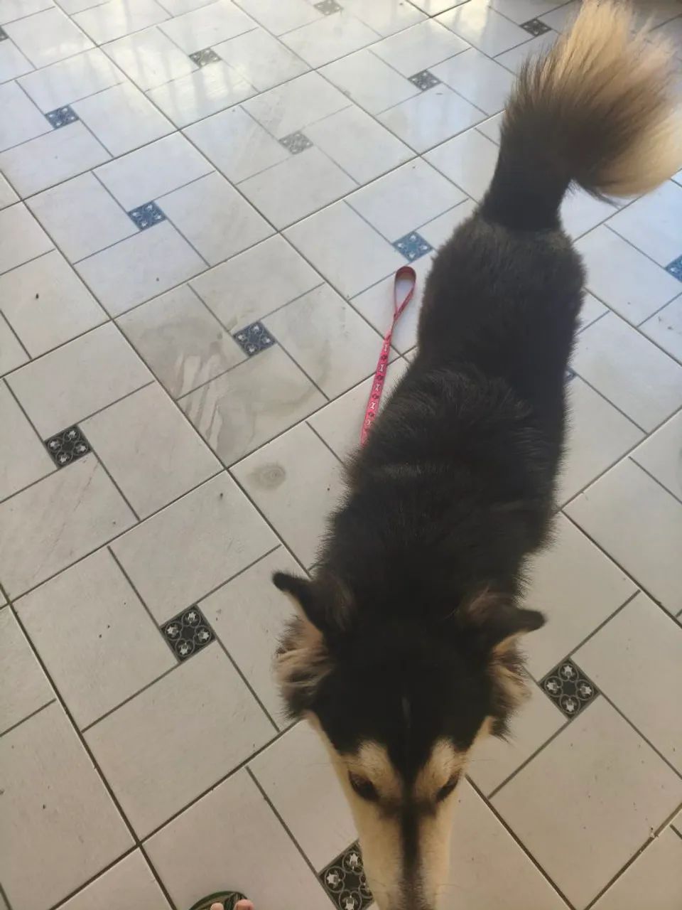 Vendo ou troco Husky siberiano wooly  - Foto 4