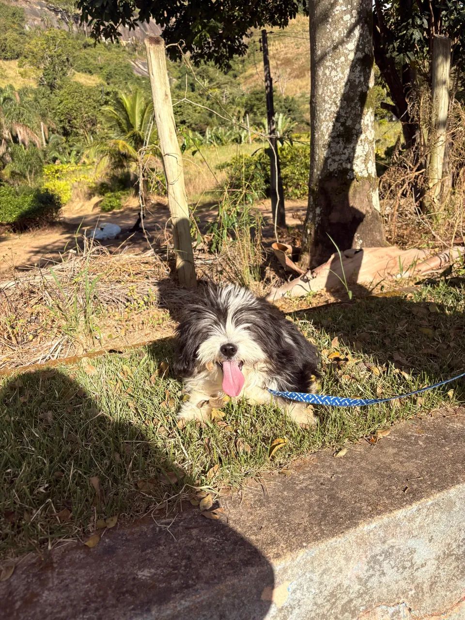 Vende-se lhasa apso macho  - Foto 2