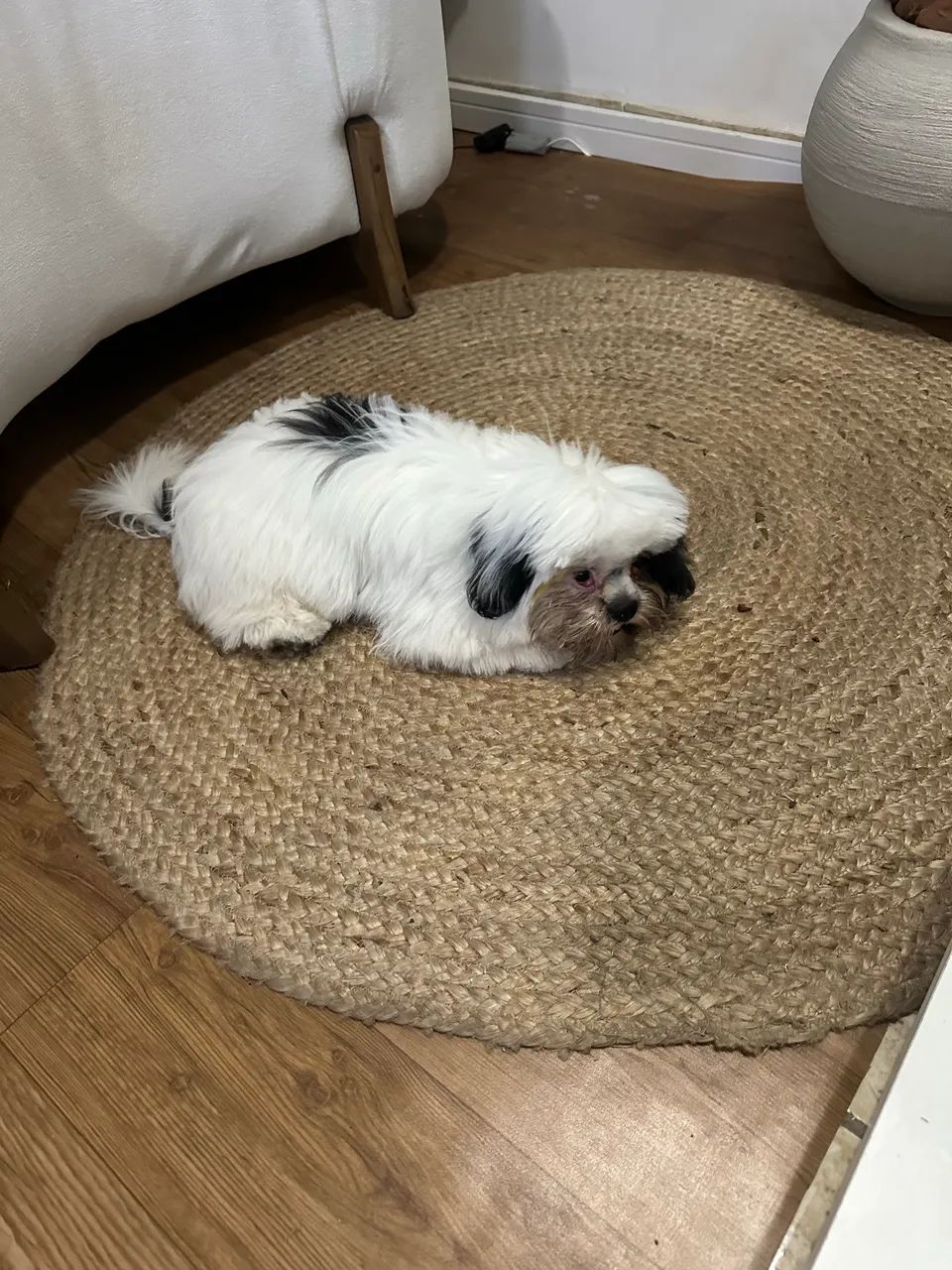 Cachorro da raça Shith zuh macho  - Foto 2