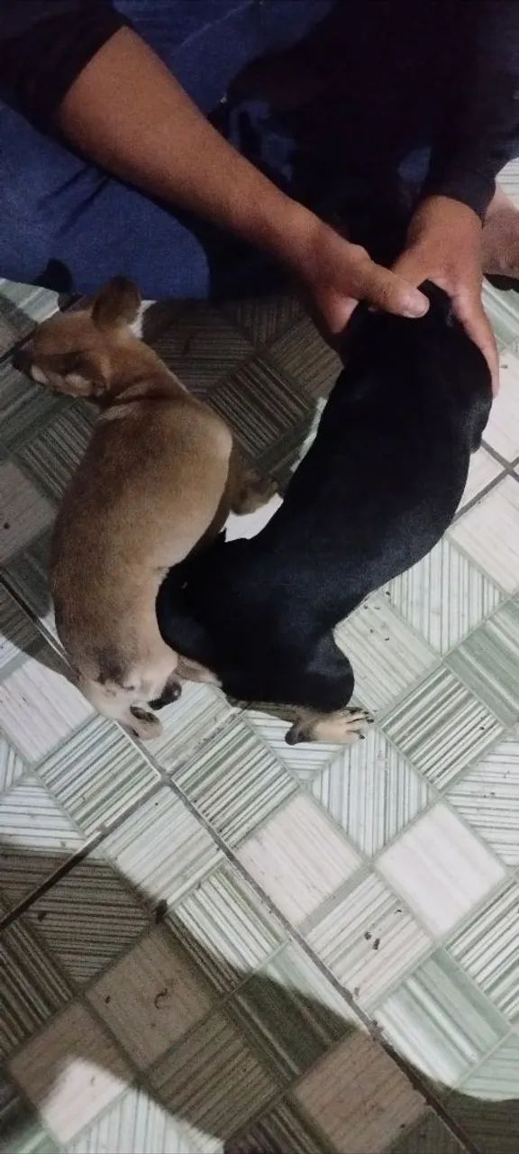 PINSCHER FÊMEA  - Foto 4