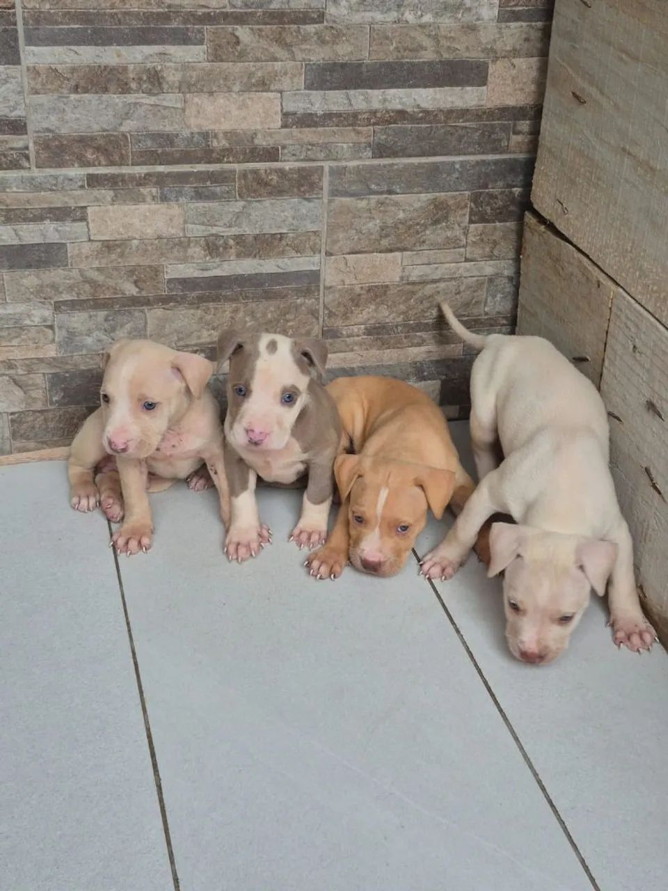  pitbul com pitmonster  - Foto 2