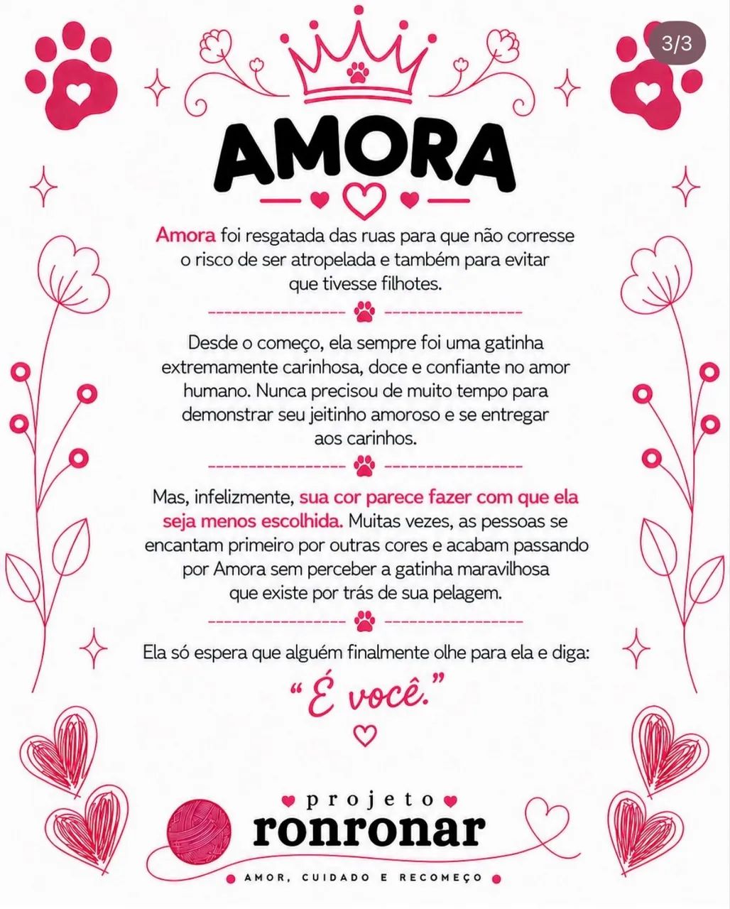 Gata para adoção  - Foto 3