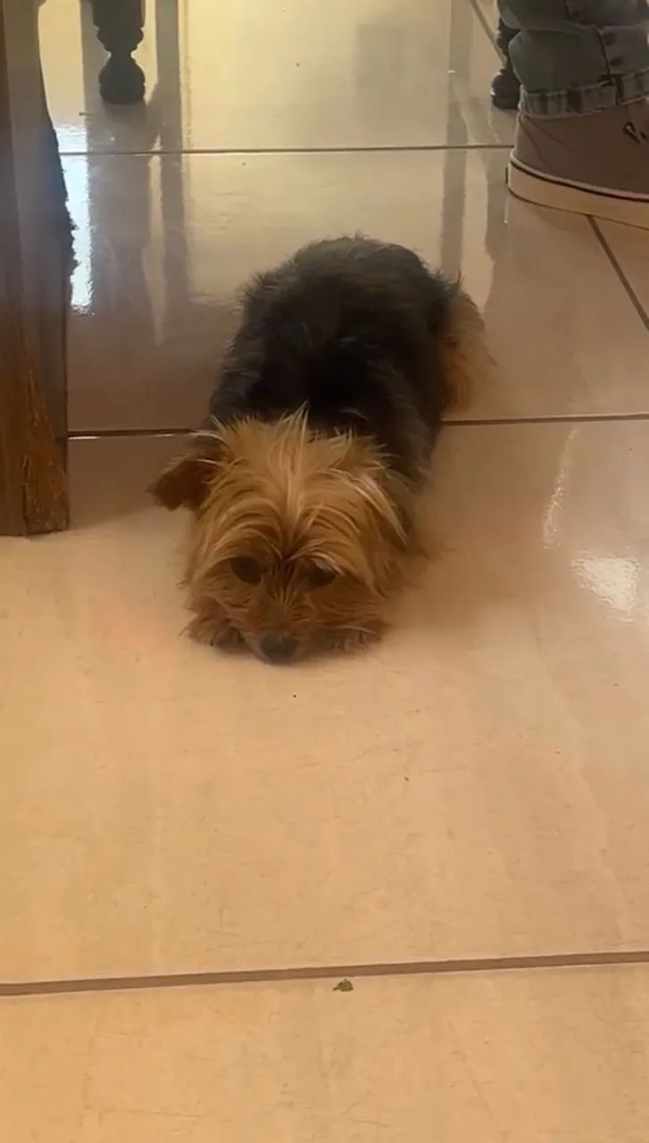 Procura-se cachorro  - Foto 2