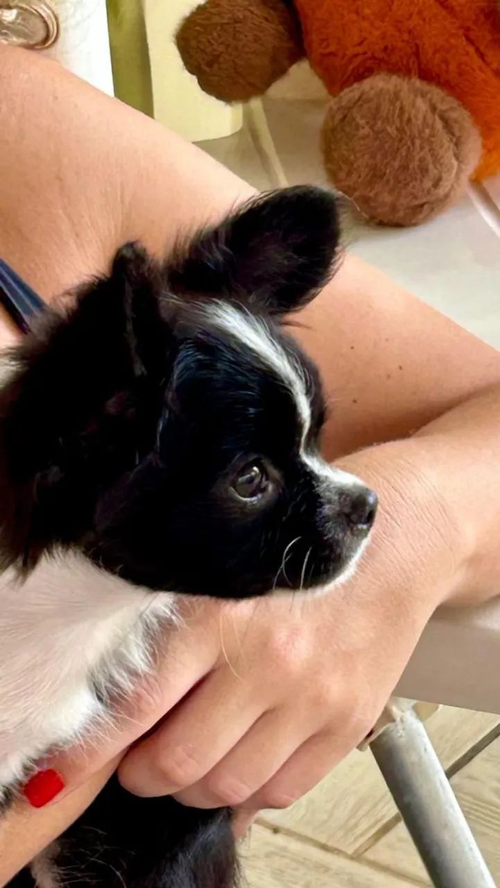 FILHOTE DE CHIHUAHUA PELO LONGO  - Foto 2