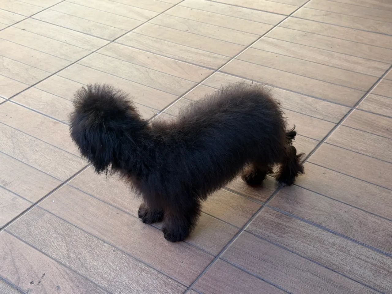 Poodle com 5 meses - Foto 2