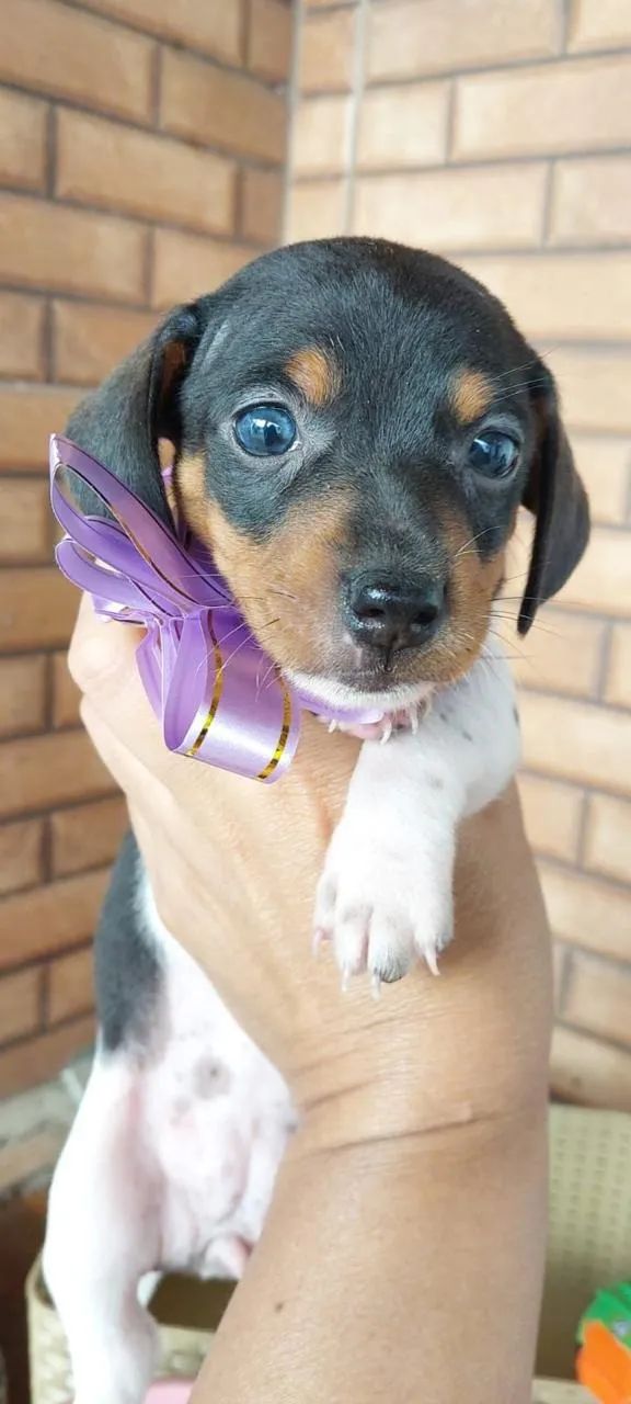 linguicinha 