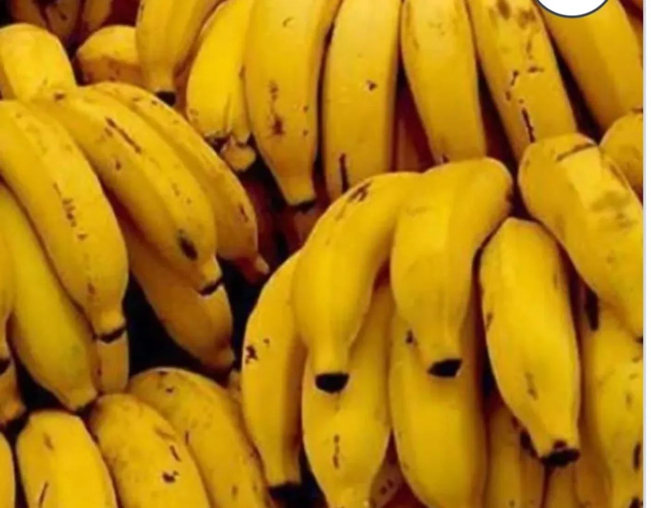 Bananas Verdes em Grande Quantidade - Foto 3