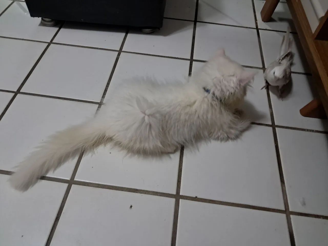 Gato persa - Foto 5