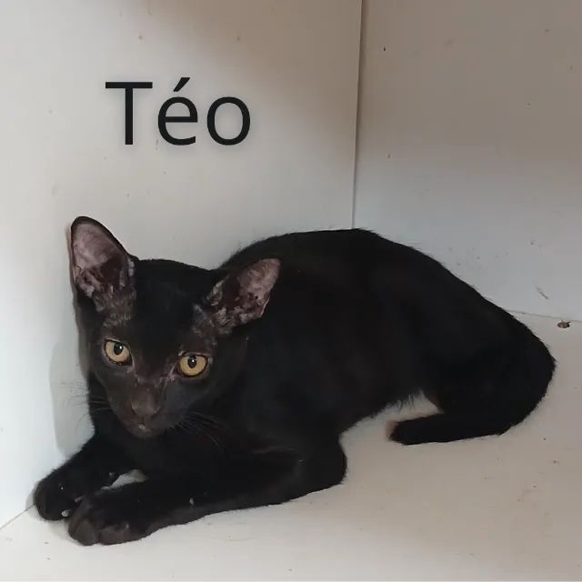 Lindos gatinhos, 5 meses, para doação (adoção responsável) - Foto 4