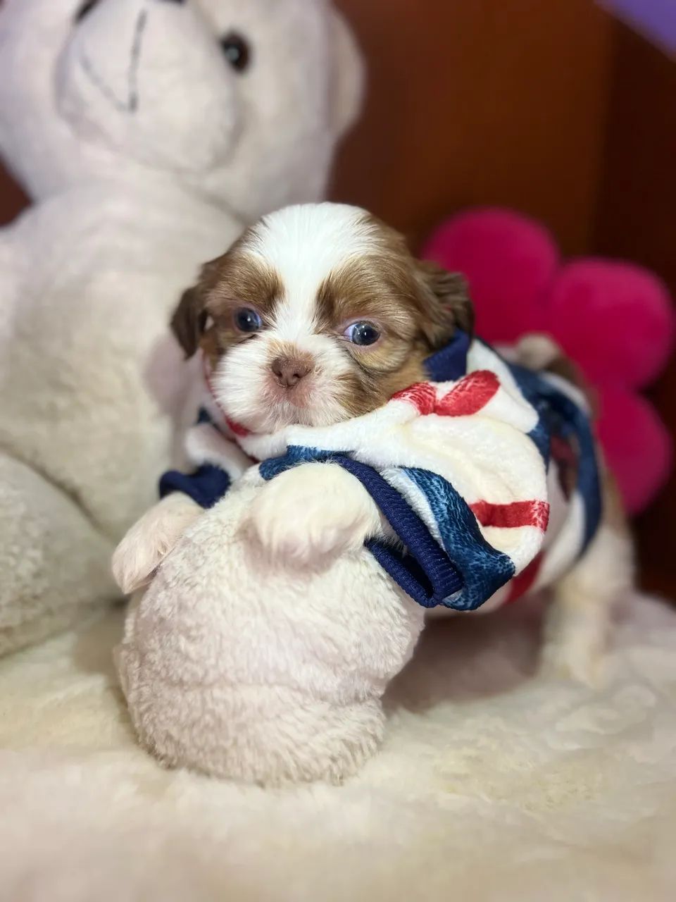 Filhotes shihtzu  - Foto 3