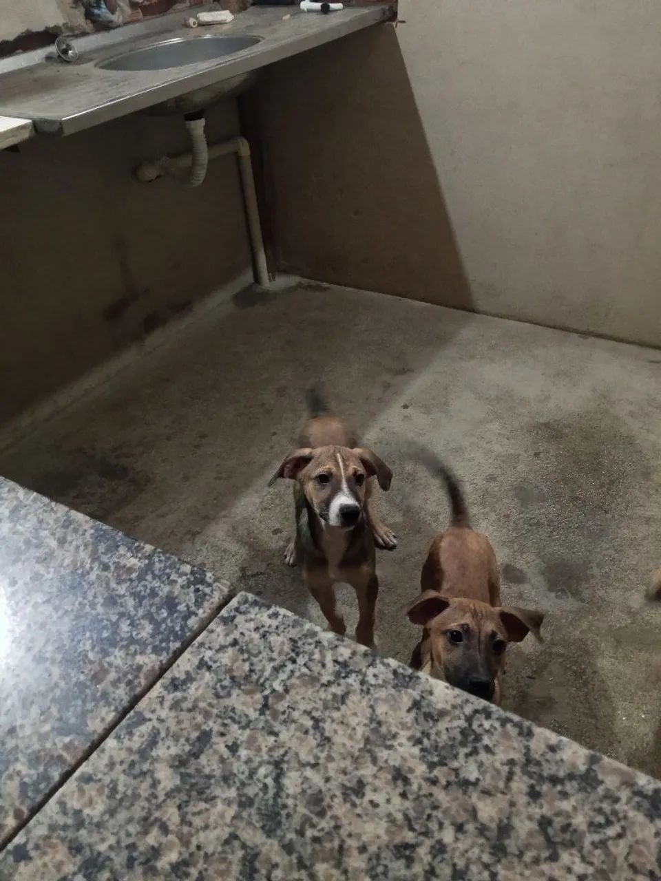Cadela e filhotes para adoção responsável  - Foto 2