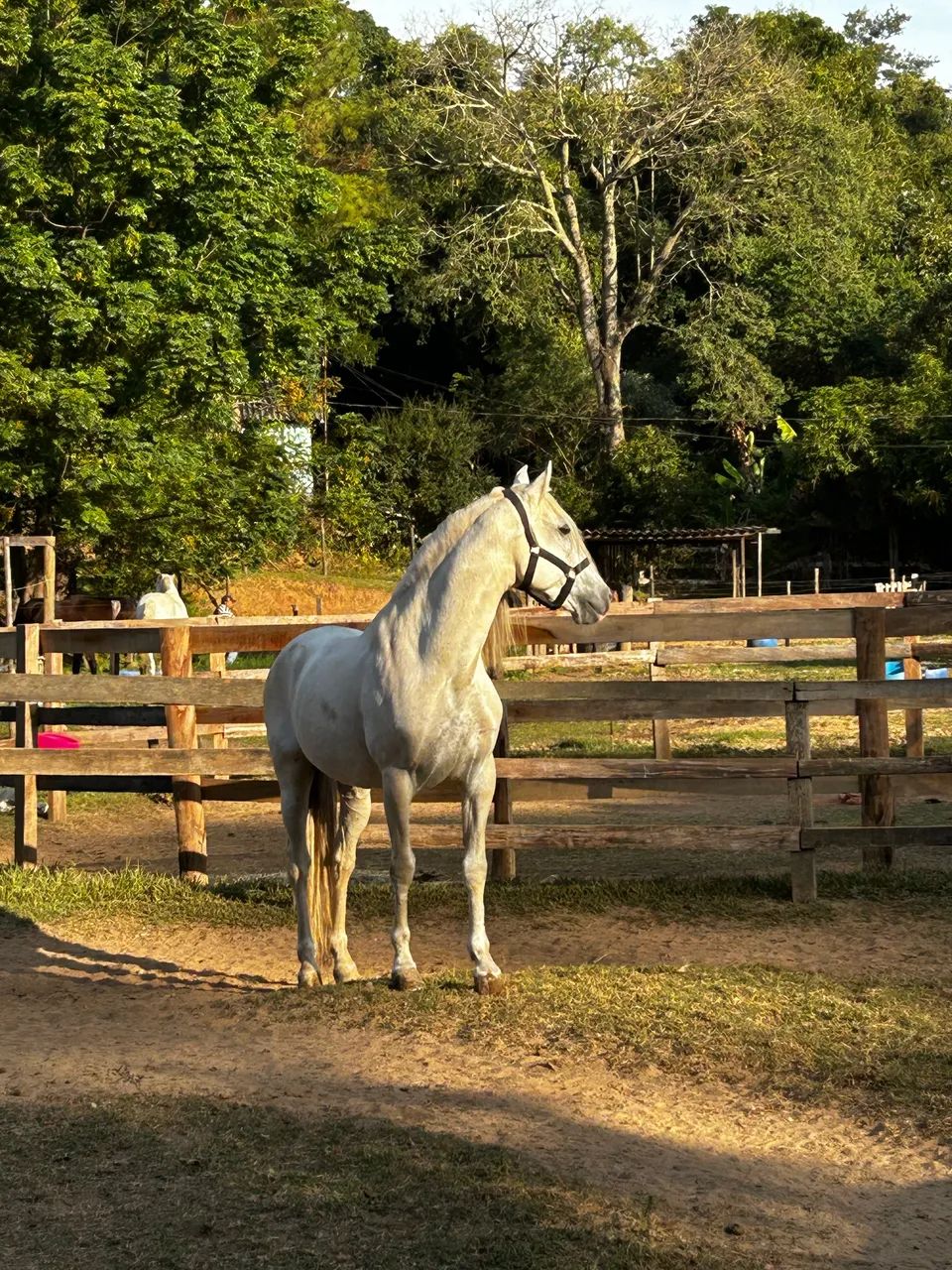 Cavalo Puro Sangue Lusitano Tordilho 