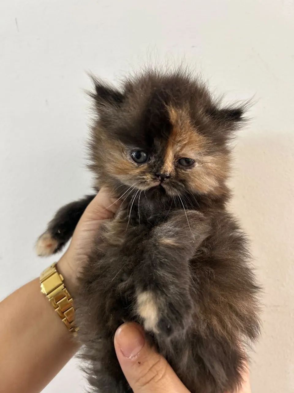 Filhotes de gato persa  - Foto 2