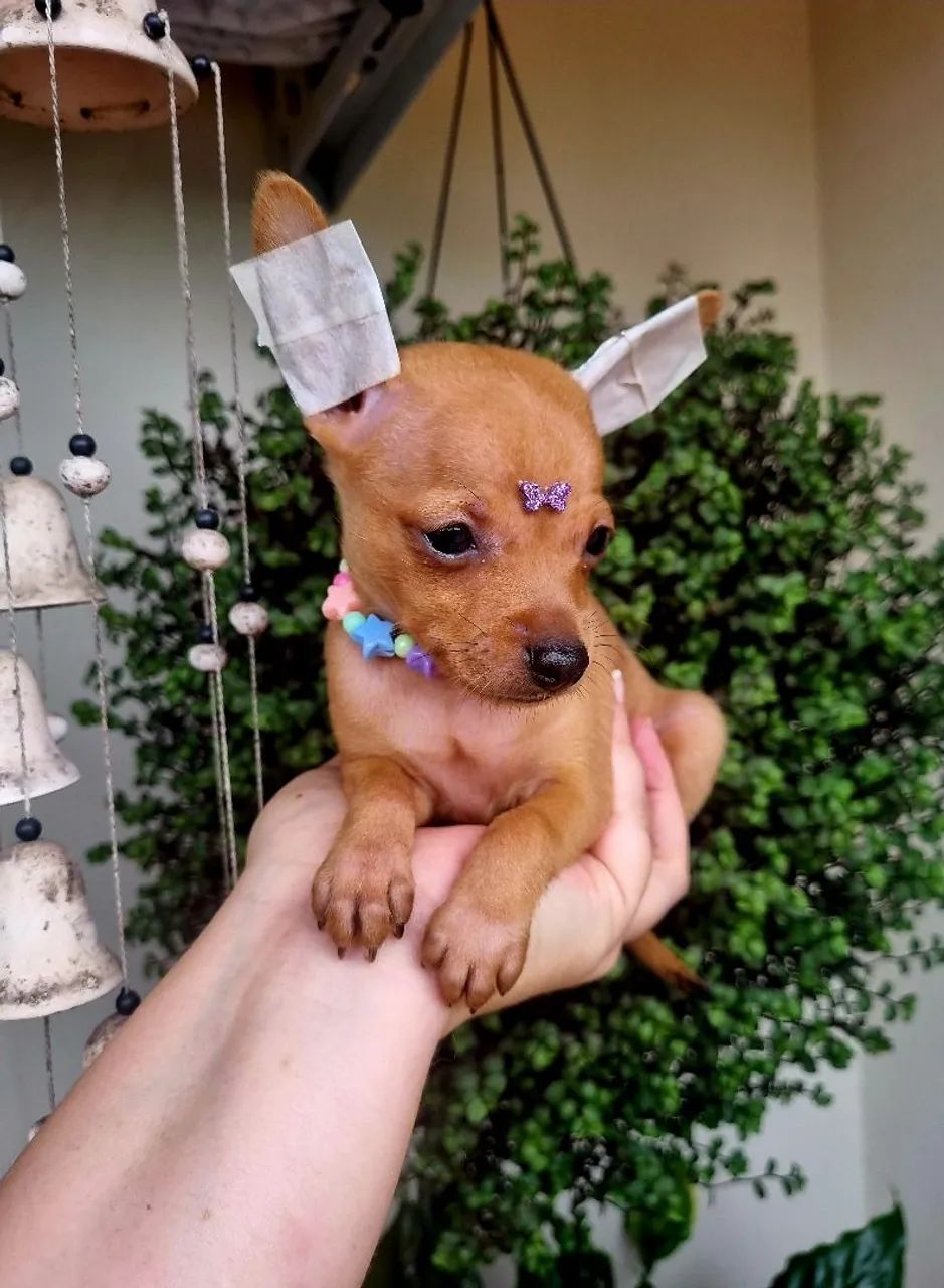 Pinscher mini Fêmea 