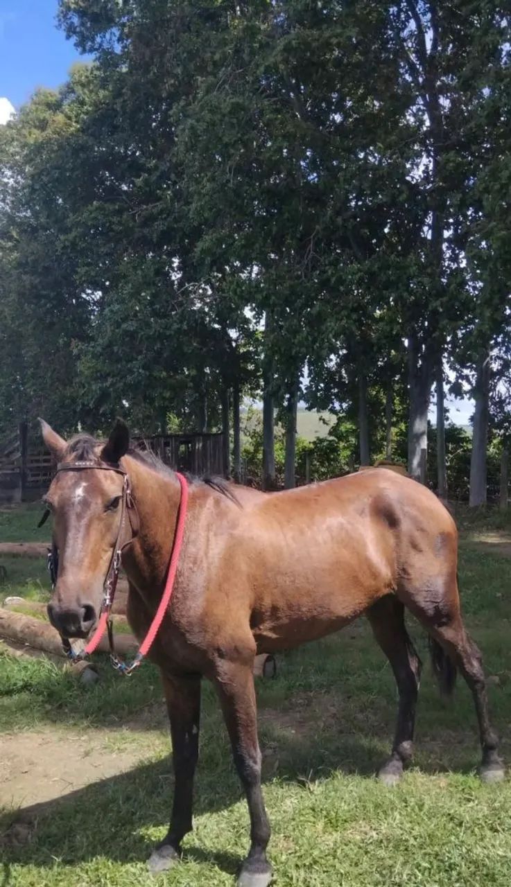 Cavalo - Foto 2