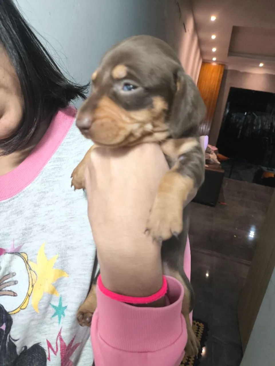 Dachshund machos  - Foto 3