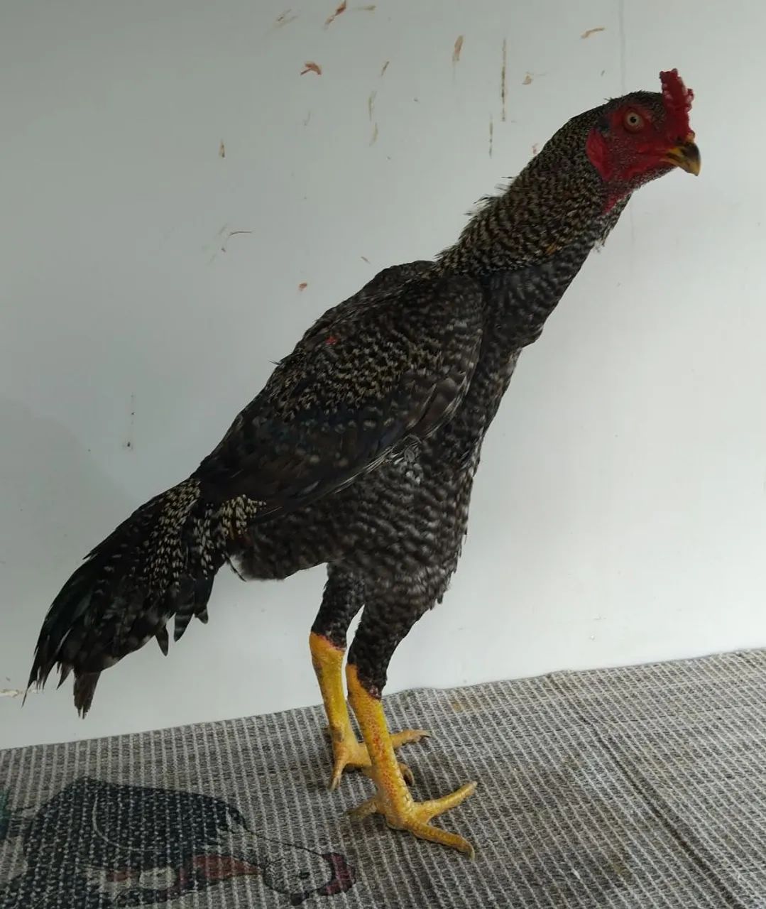 FRANGO MURA EXÓTICOS DE QUALIDADE!!