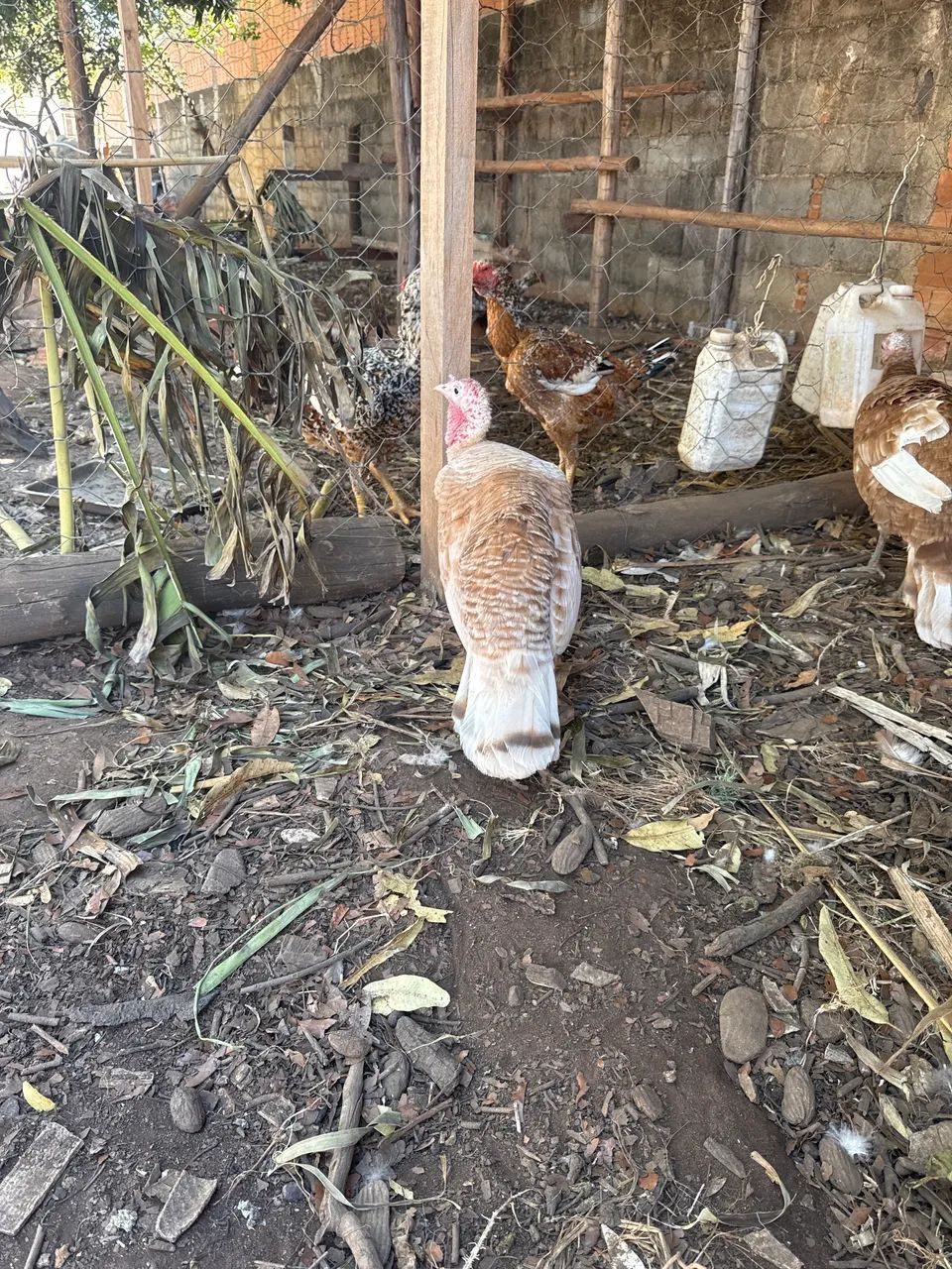 Perua disponível  - Foto 2
