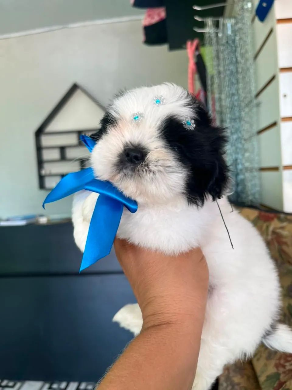 Branca com preta Fêmea disponível  - Foto 3