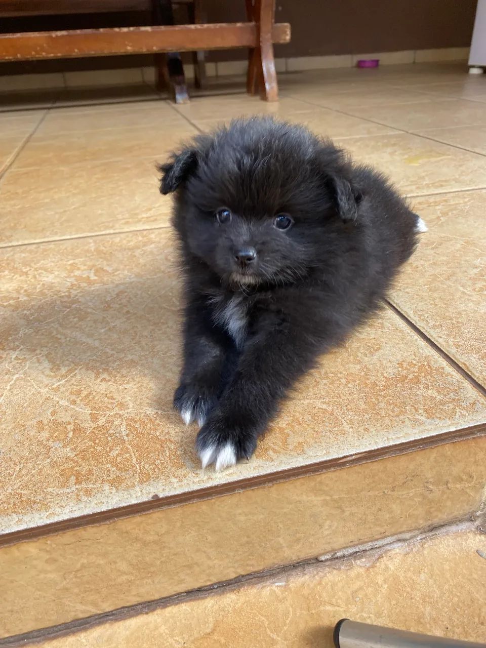 Venda de cachorro Spitz - Foto 2