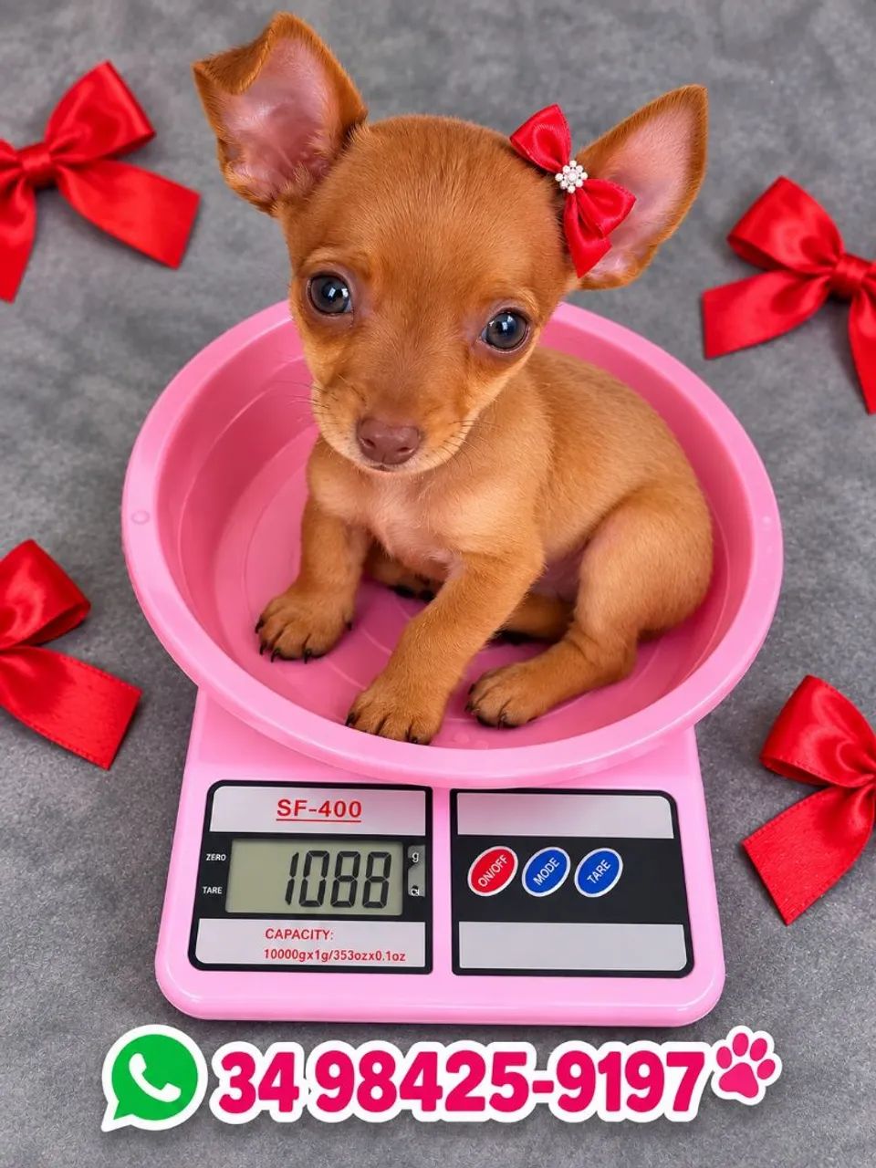 Pinscher - Foto 2