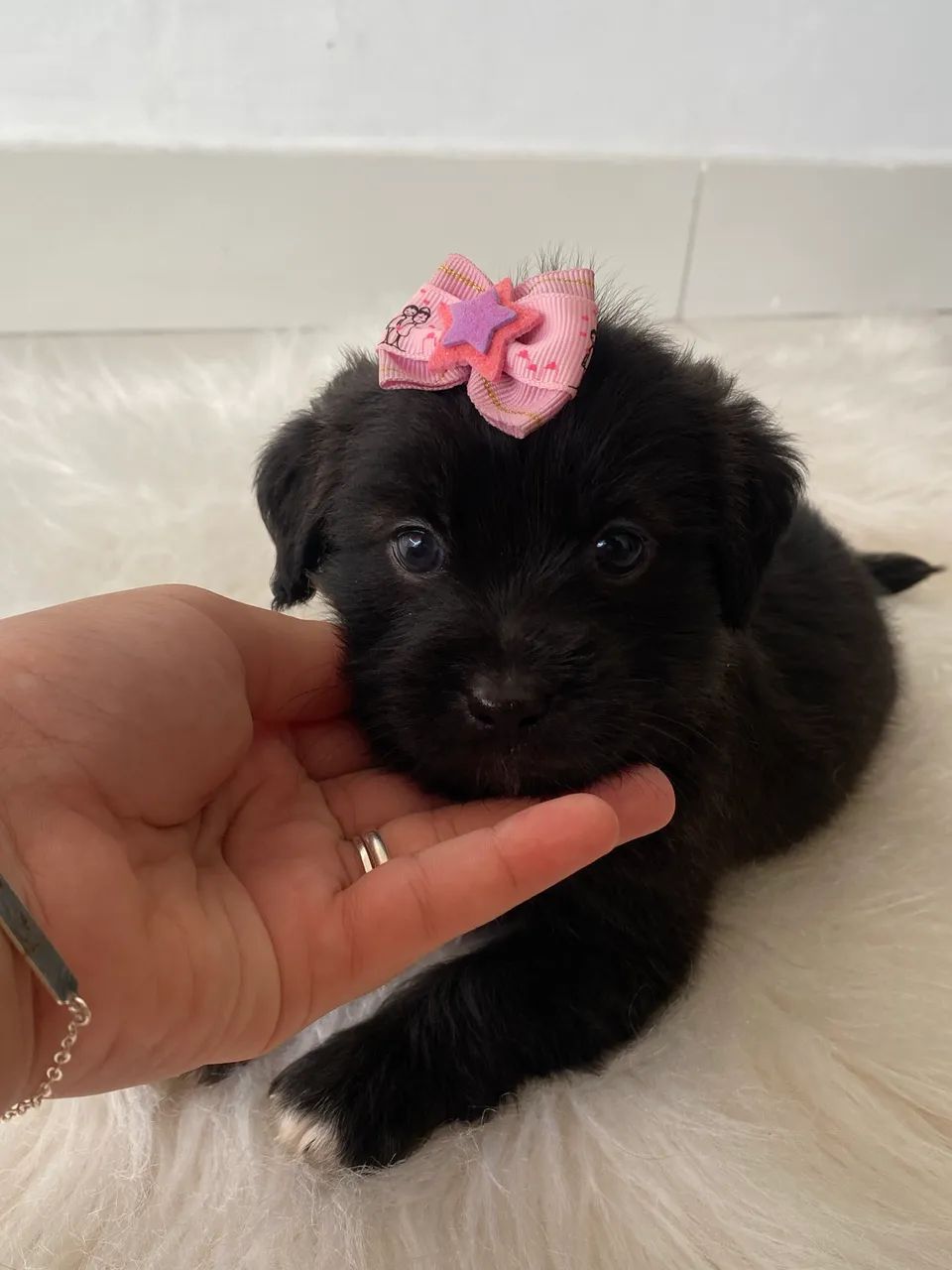 Lhasa apso fêmea  - Foto 2