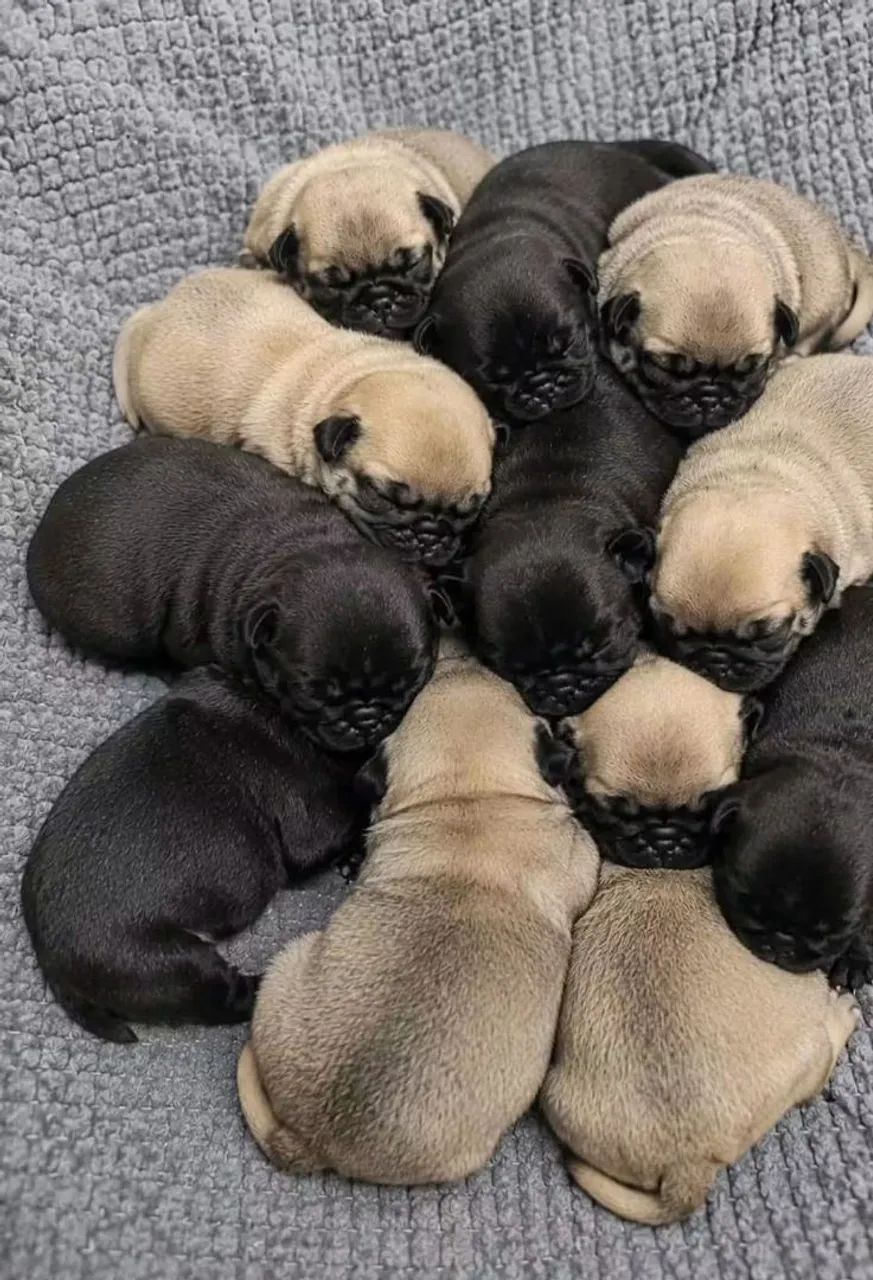 Filhotes de Pug com pedigree 