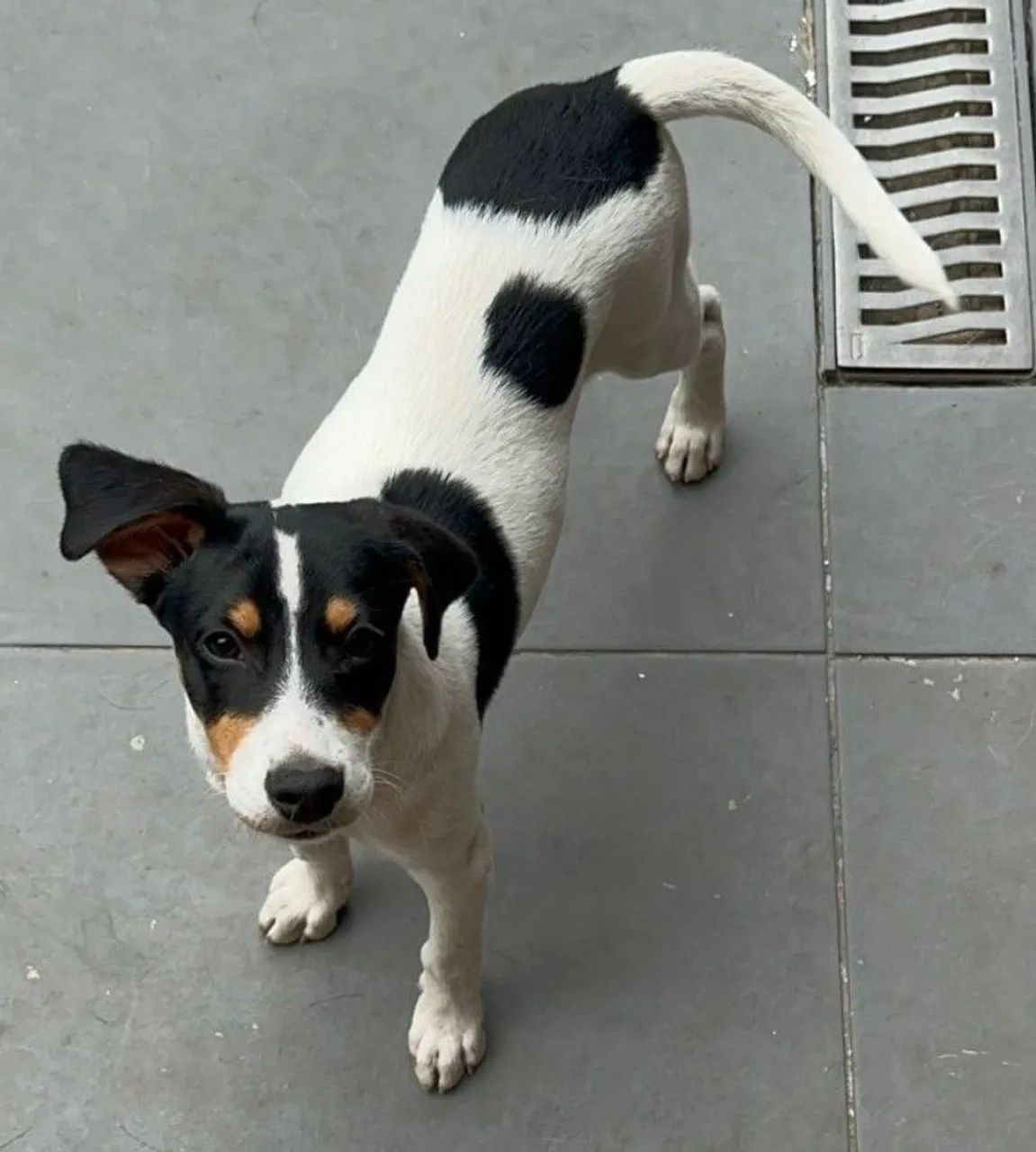 Doa se lindo cachorrinho,  4 meses, vermifugado, vacinado  -Mooca SP - Foto 3