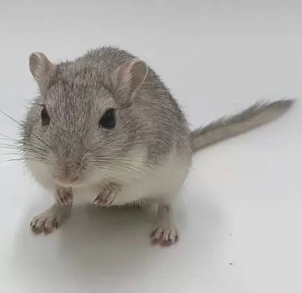 Gerbil (Esquilo da Mongólia)  - Foto 3