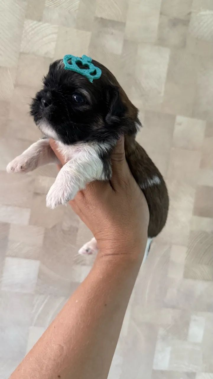 Shihtzu machinhos  - Foto 2