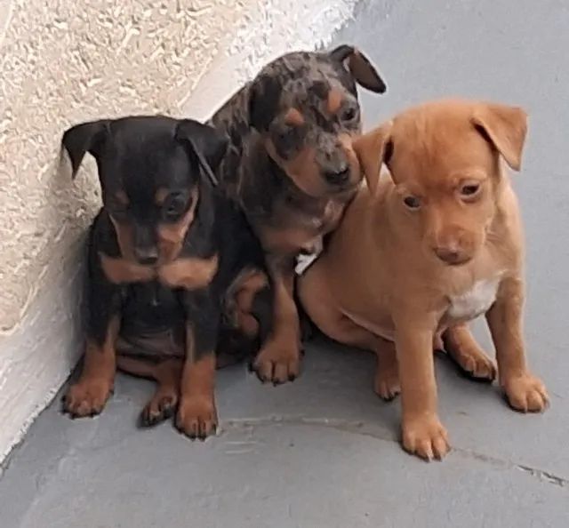 Lindos filhotes de Pinscher - Foto 3