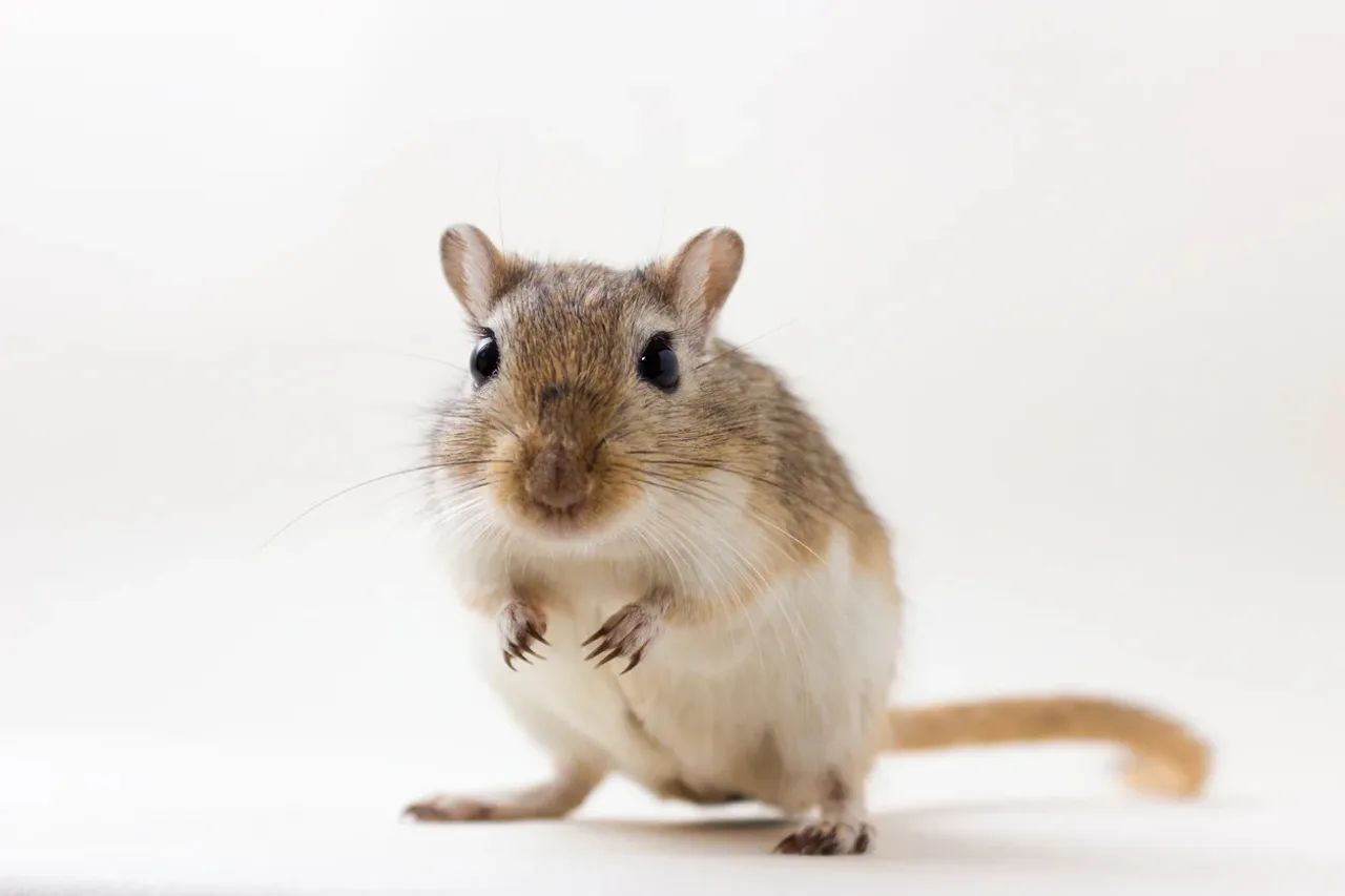 Gerbil (Esquilo da Mongólia)  - Foto 2