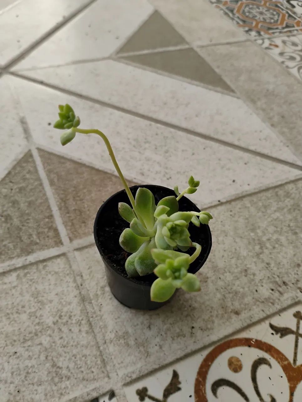 Cactos suculentas coleção  - Foto 2