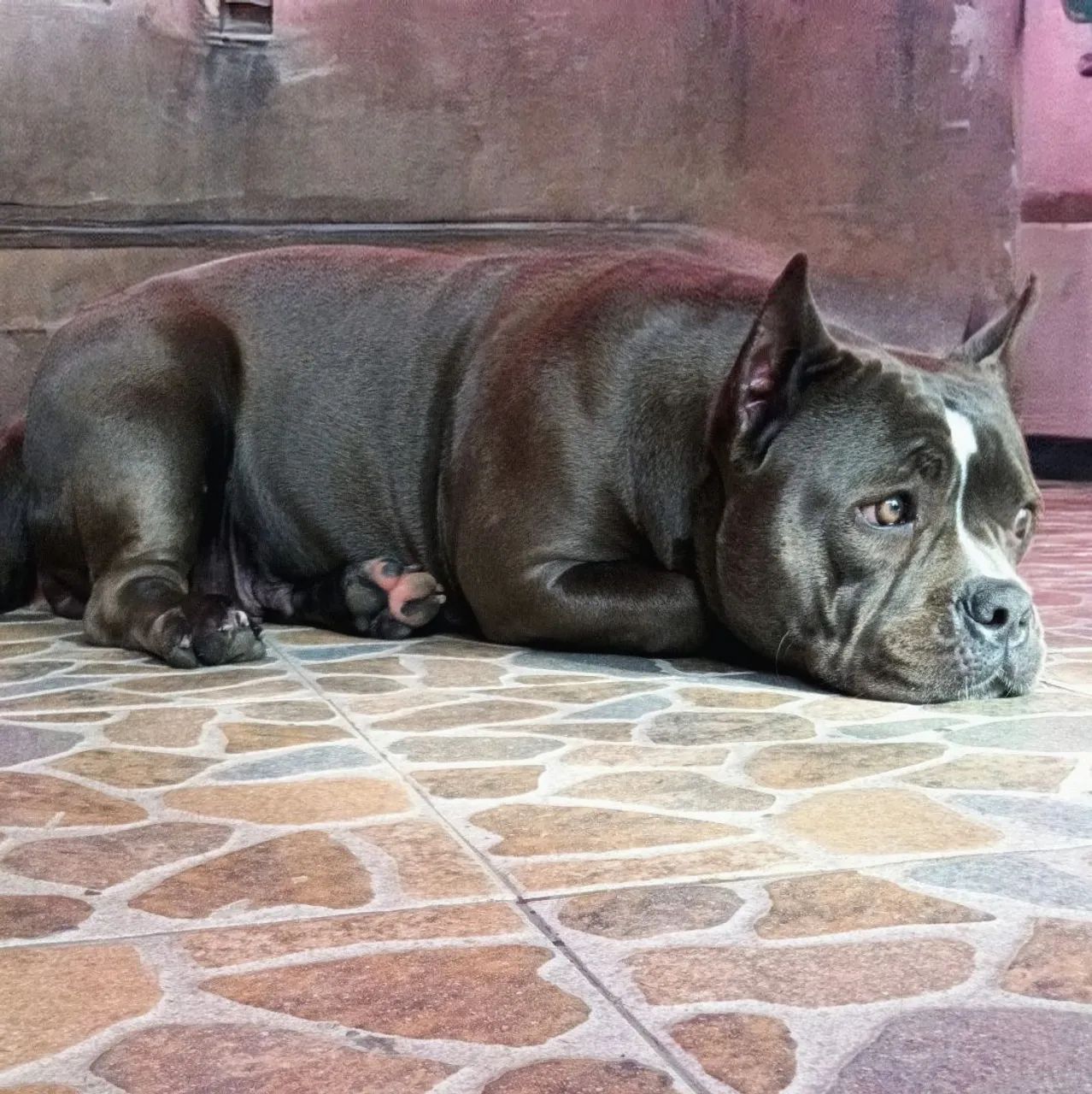 American Bully FÊMEA POCKET  - Foto 3