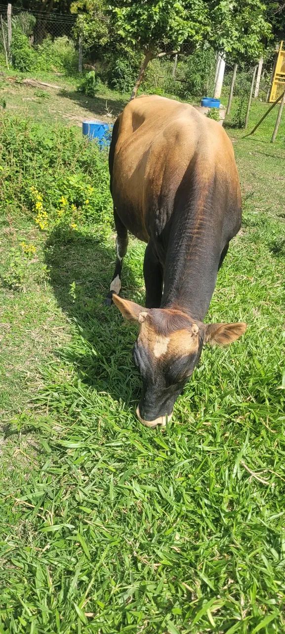 Boi Jersey,  top. - Foto 2