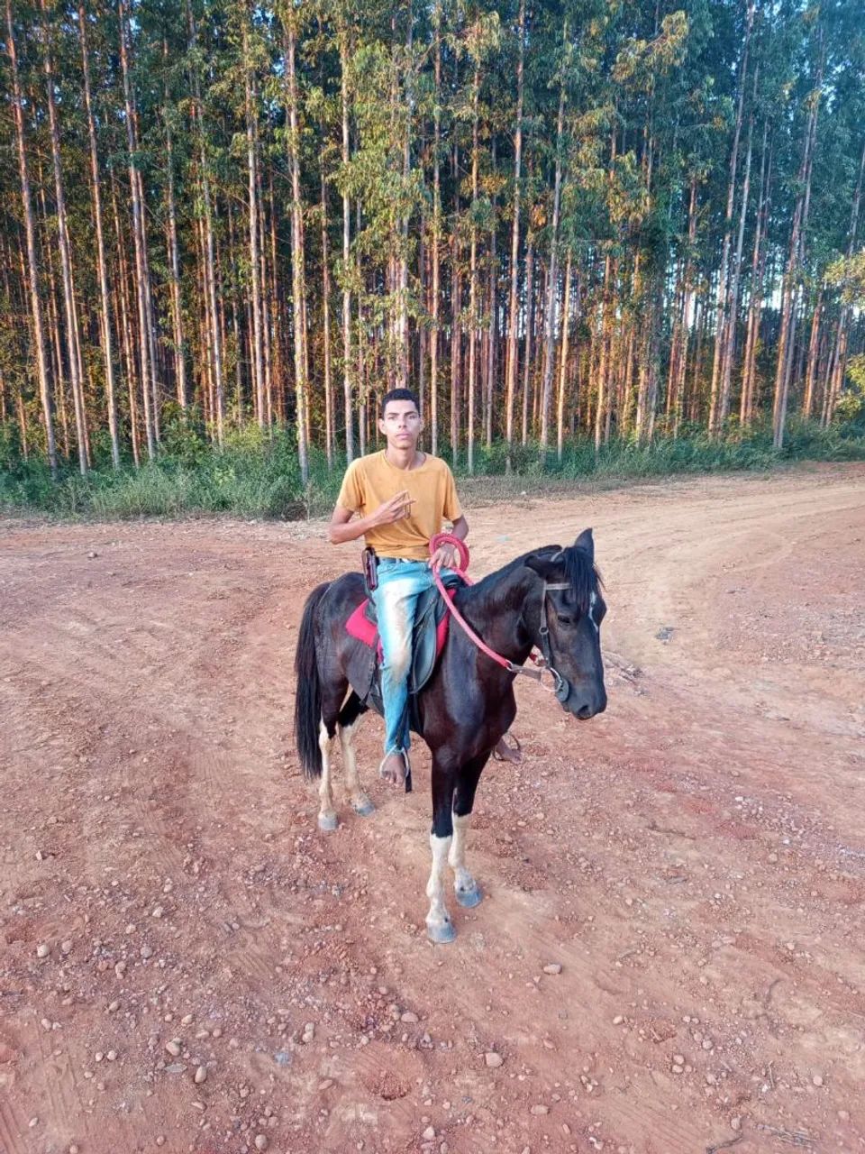 Cavalo piquira  - Foto 2