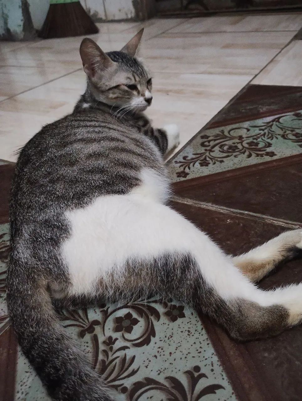 Gatos
