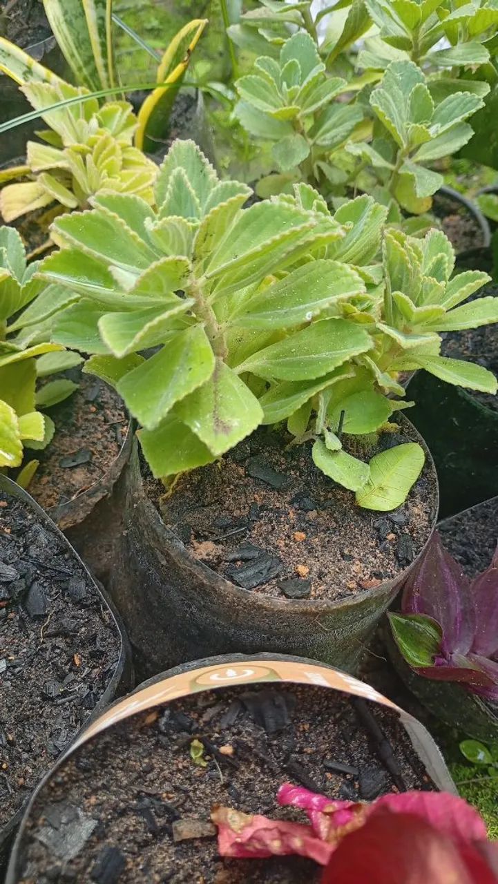 Plantas medicinais  - Foto 2