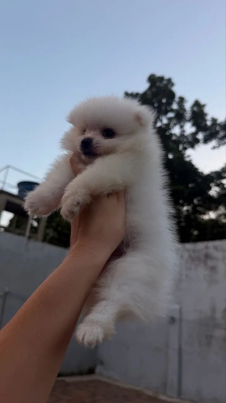 Spitz alemão  - Foto 5