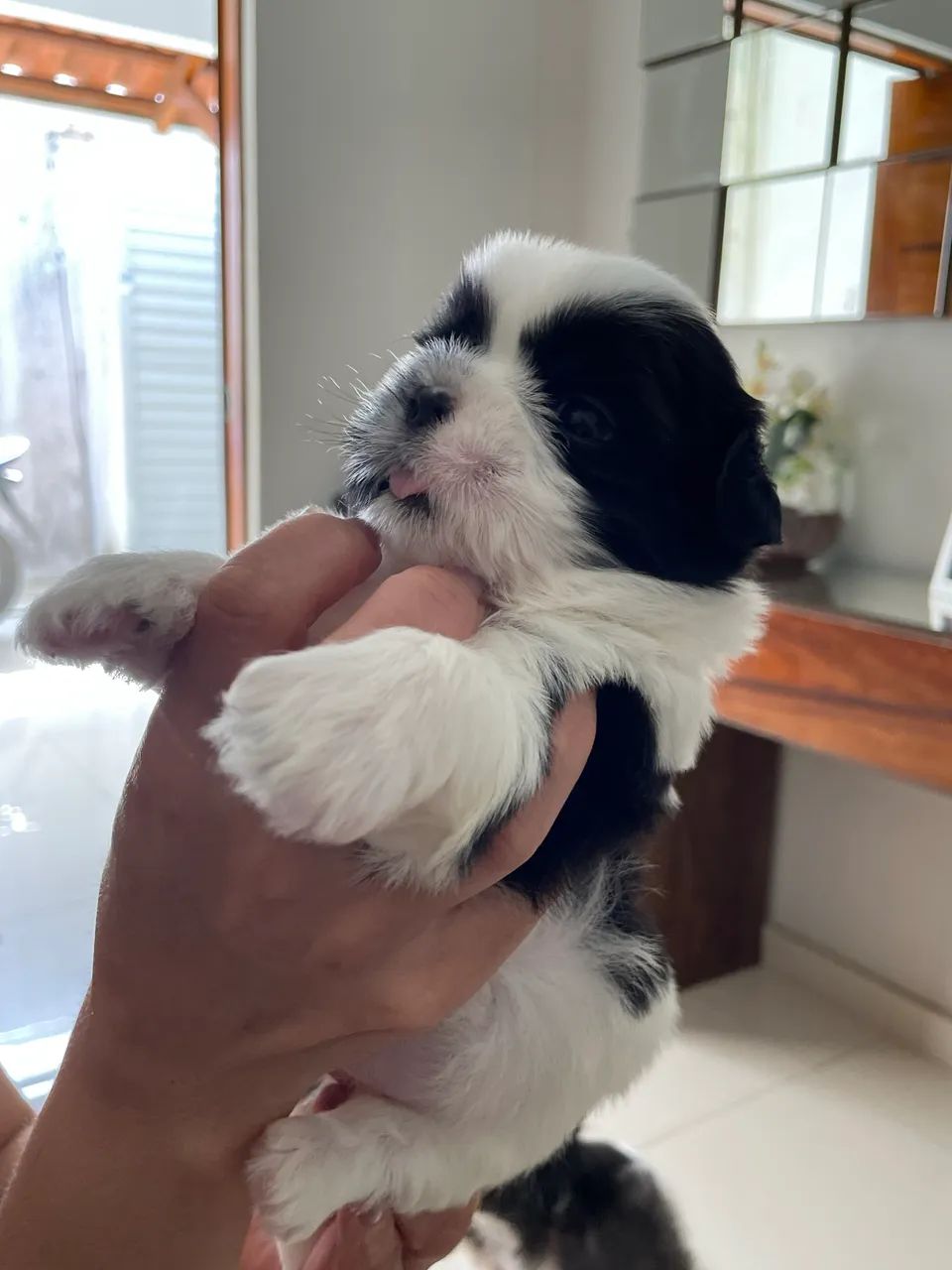 Cachorro Shih Tzu MACHO  - Foto 4