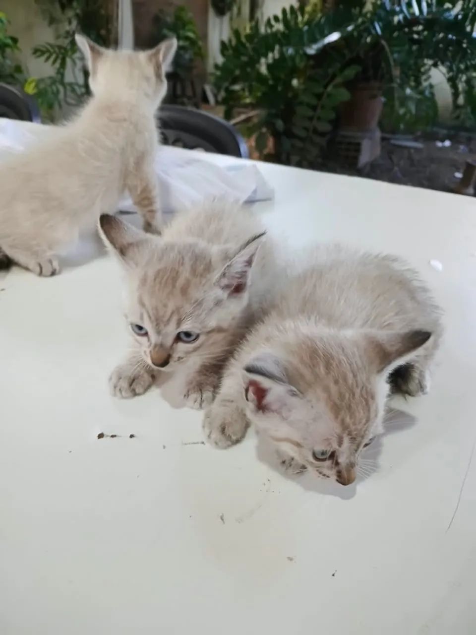 Gatinhas pra adoção responsável  - Foto 3