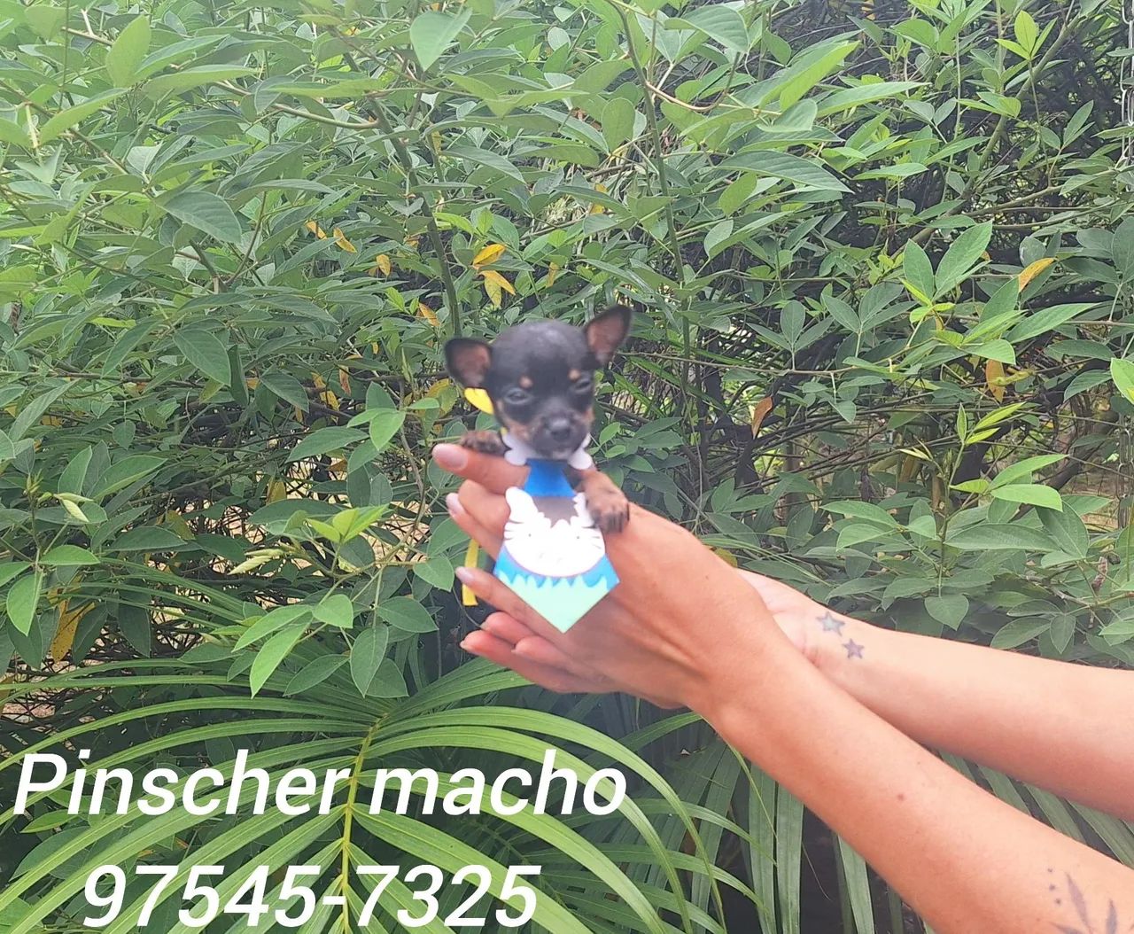 Pinscher zero com garantia de site so machos