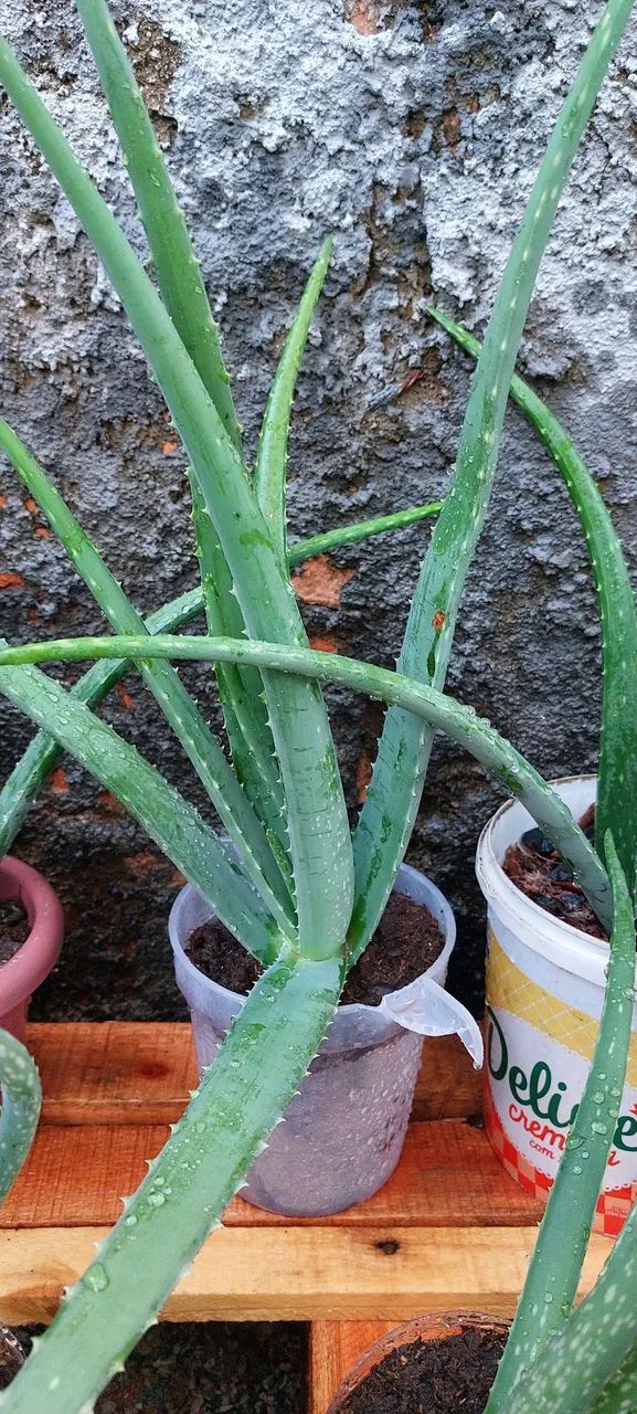 Muda de babosa - Foto 4