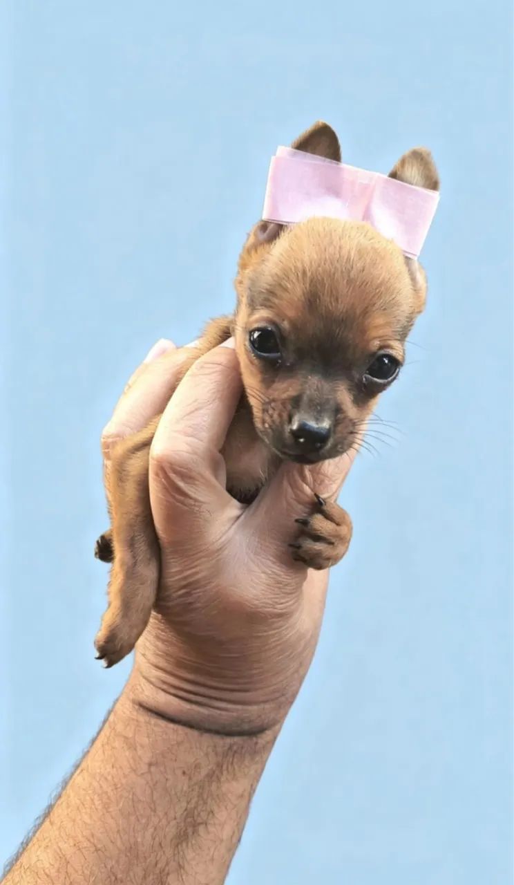 Pinscher 