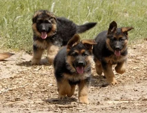 Pastor alemão 