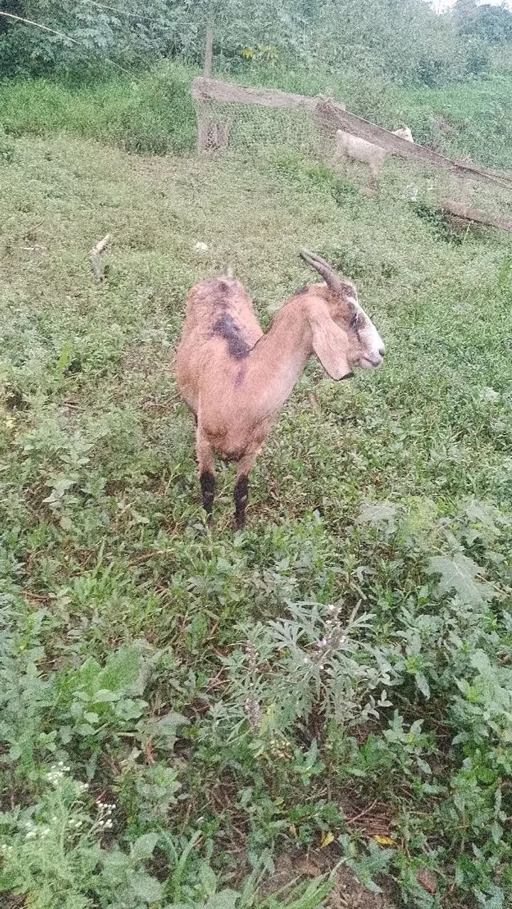 Cabra parida - Foto 3