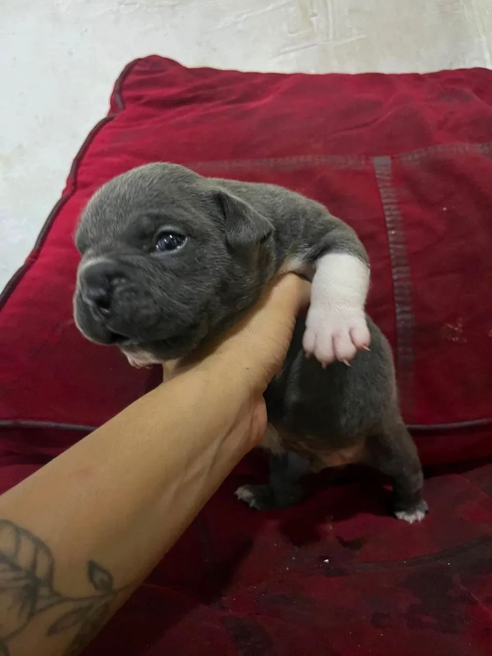 Exótic Bully blue