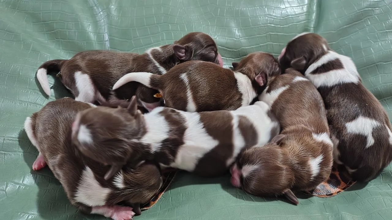  Shitzu filhotes para reserva - Foto 3