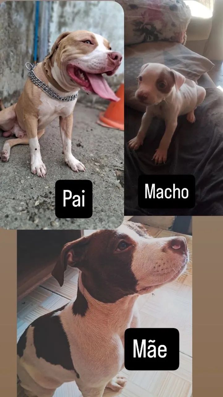 Filhote macho
